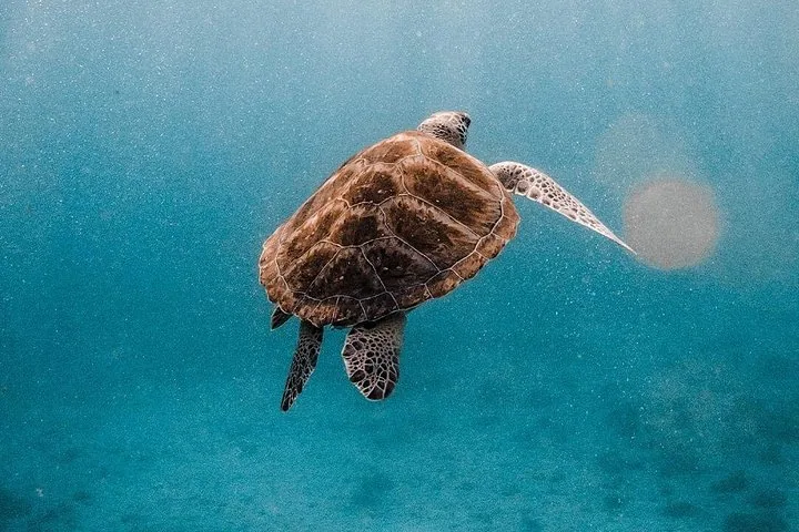 Sea turtle swimming underwater in the clear ocean